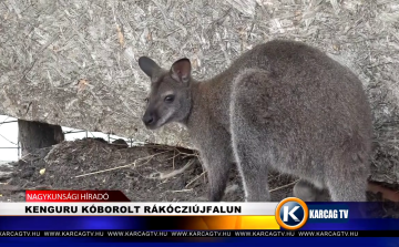 KENGURU KÓBOROLT RÁKÓCZIÚJFALUN