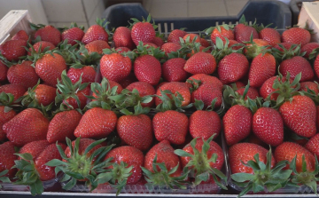 ELINDULT AZ EPERSZEZON