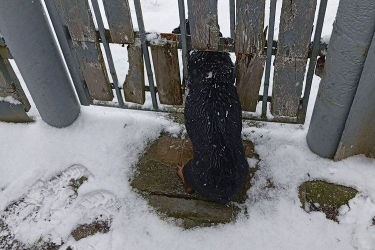 BAJBA KERÜLT KUTYÁT MENTETTEK ZAGYVARÉKASON