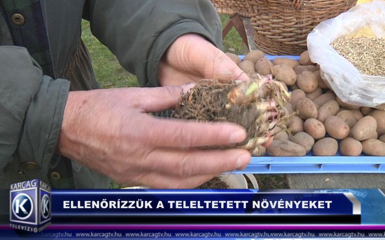 ELLENŐRÍZZÜK A TELELTETETT NÖVÉNYEKET