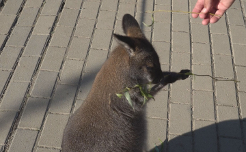 ÚJ LAKÓK A TISZADERZSI KENGURUPARKBAN