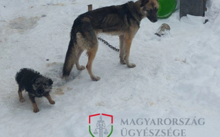 KUTYA HIDEGBEN TARTOTTA A KUTYÁIT