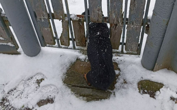 BAJBA KERÜLT KUTYÁT MENTETTEK ZAGYVARÉKASON